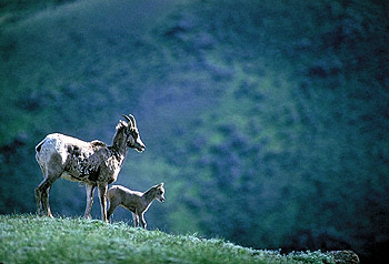 Bighorn Ewe and Lamb