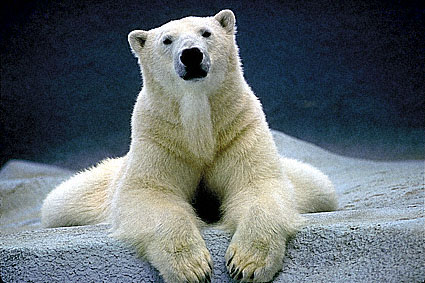 Zoo Polar Bear Portrait