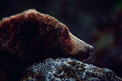 Waiting Bear