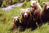 Brown Bear Mother and Cubs